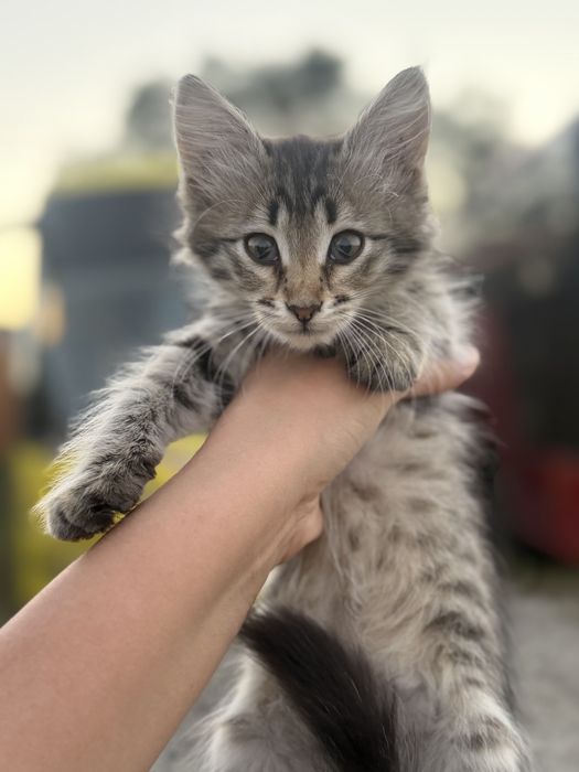 Котенок в добрые руки