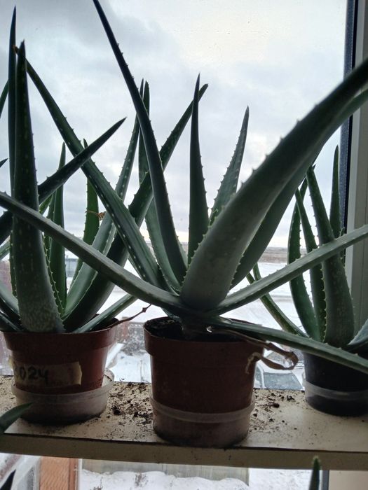 Продам Алоэ Вера