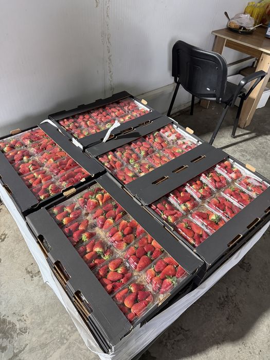 Клубника оптом Египет по 15000