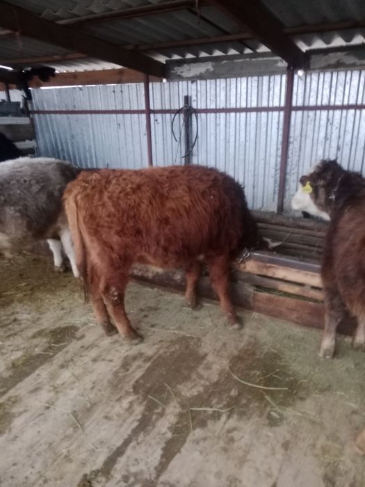 Продам бычков пососы