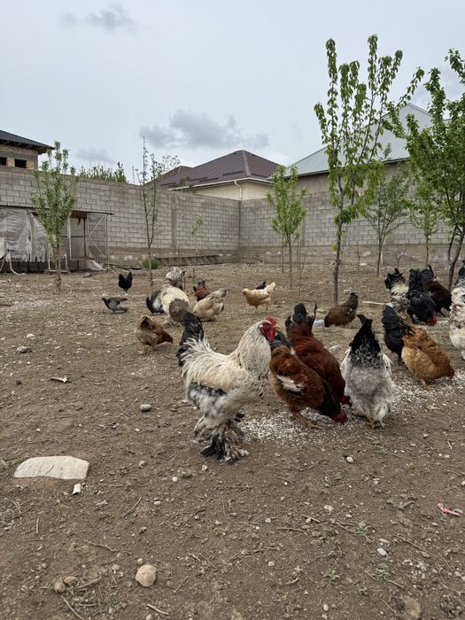 Қораздар сатылады