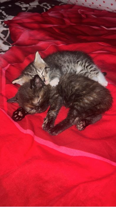 Британский котёнок