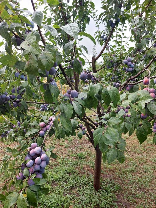 Curaț si toaletez pomi fructiferi.