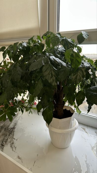 продам цветы очень красиво срочно разные