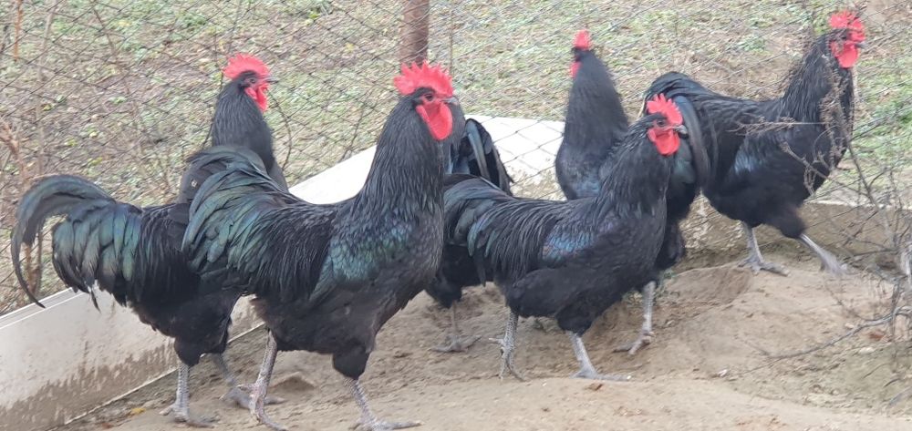 Cochinchina pitic, Australorp COCOȘI!!!