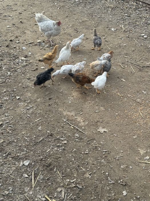 Тауық балапандарымен