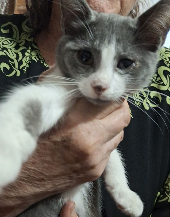 Котята бесплатно