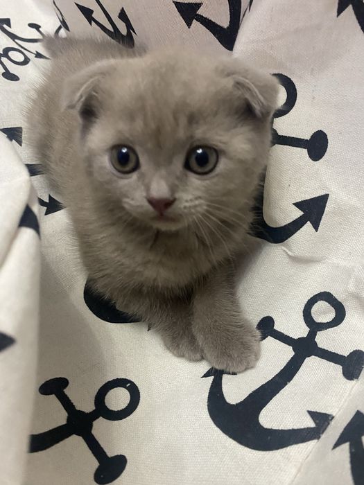 Шотландская вислоухая девочка 2 мес