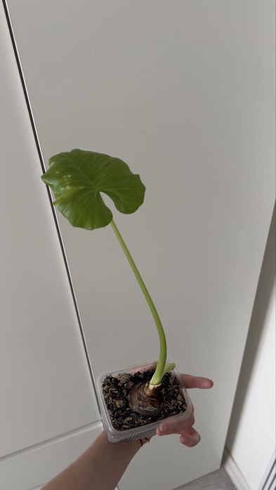 Алоказия Макрориза