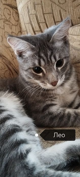 Продаются котята