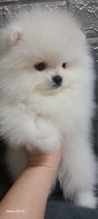 Супер шпицы мишки