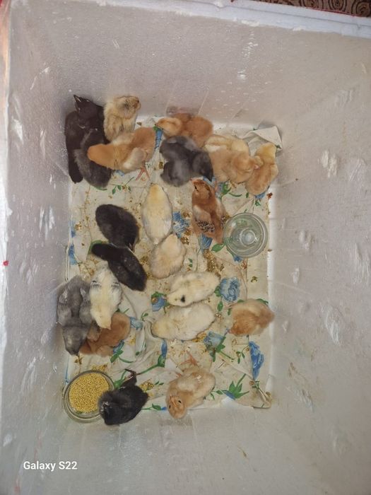 Продам яйца куриные на инкубацию