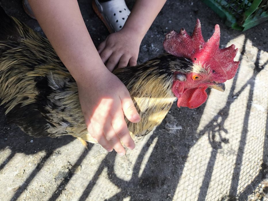 Продается бежево черный петух