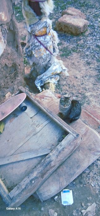 кошки спасите мысықтар құтқарыңыздаршы