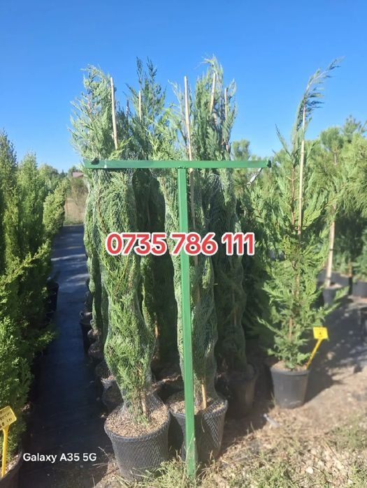 Vând leylandii la oferta