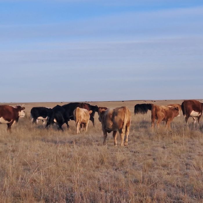 Продам подсосных телок