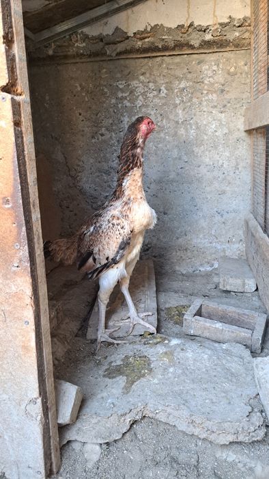 Дакан товуклар турли хил зотлар