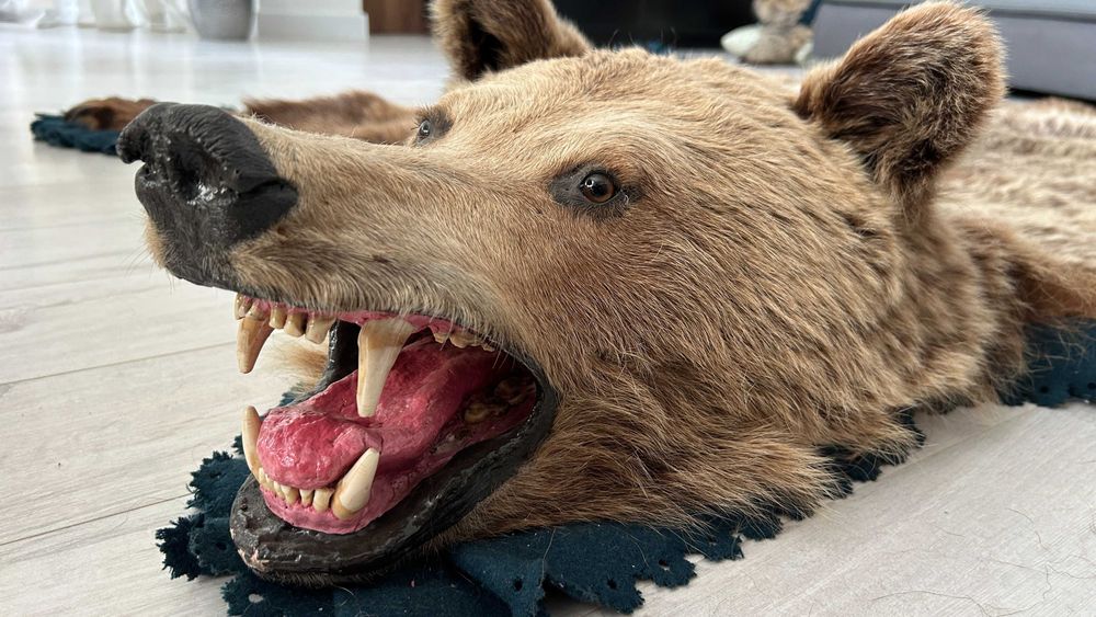 Trofeu covor blana urs