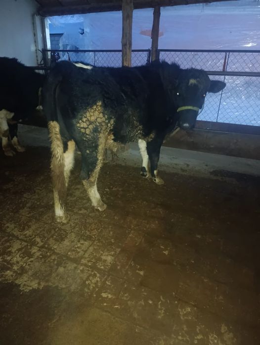 Тоқал бұкаларррр