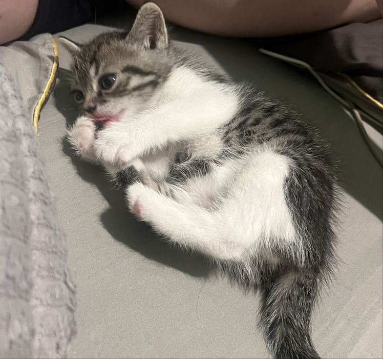 Девочка 1,5 месяца