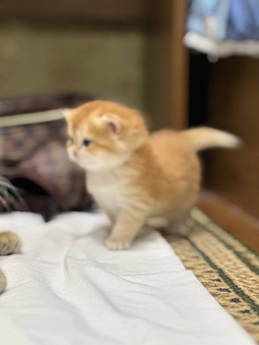 Золотая шиншилла Ny12 35 дней