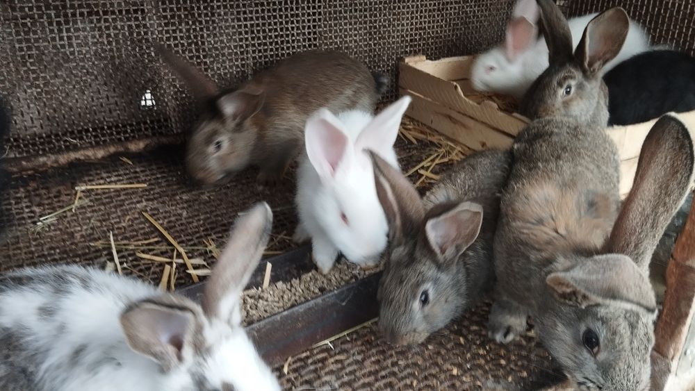 Продаются кролики