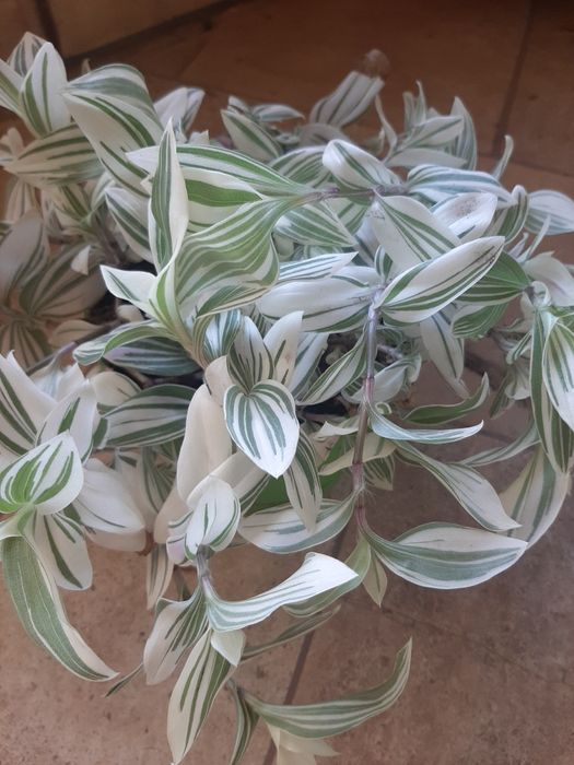 Комнатные растения разные