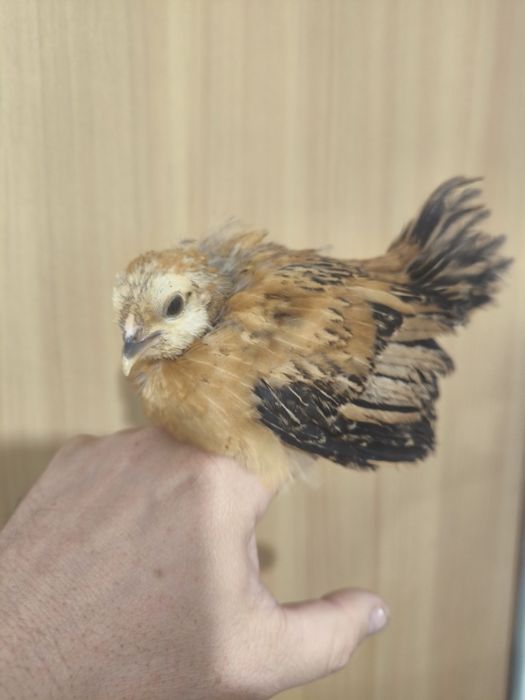 Araucana și barboase