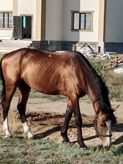 Айгыр 6 жасар. Жеребец 6 лет