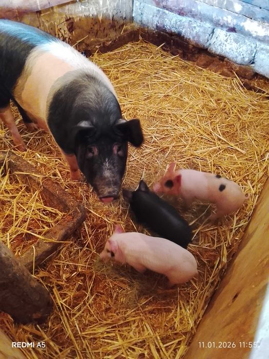 Свиня майка с 3 прасета