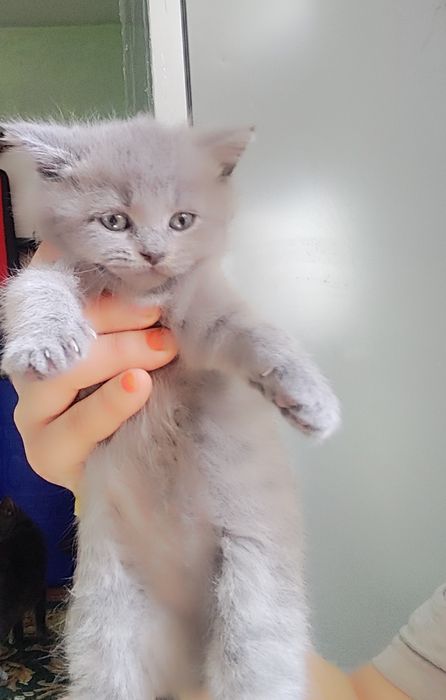 Mushukchalar sotiladi