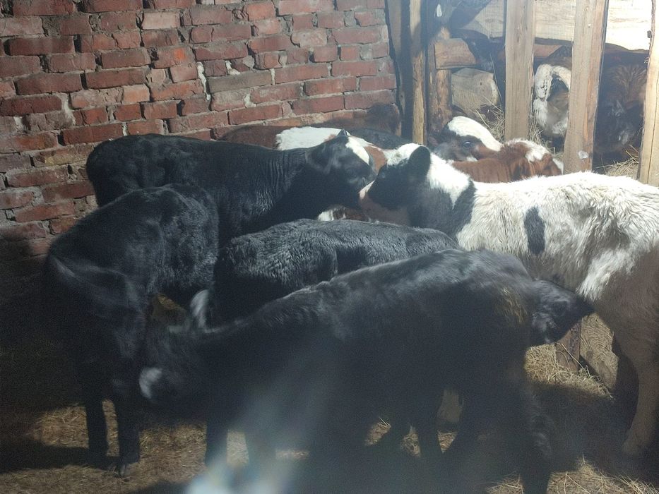 Телята бычки и тёлочки