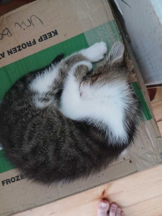 Котенце си търси дом