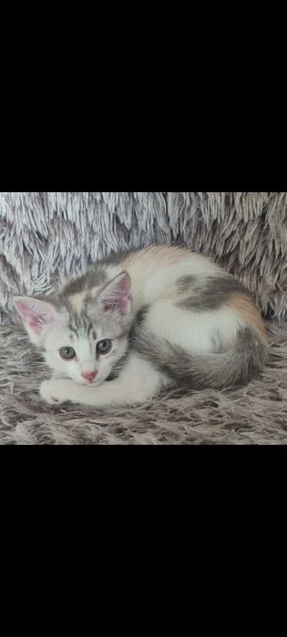 Красивый котенок