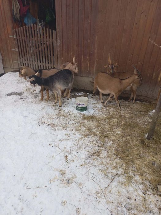 Vând capre de rasă