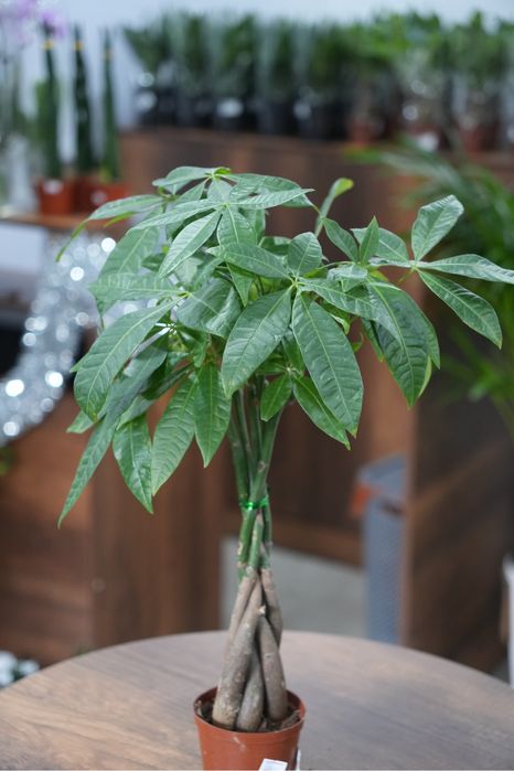 Пахира Актавика 55 см