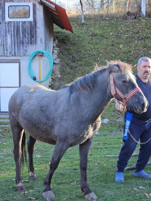 Cal deres ,vârstă 2 ani