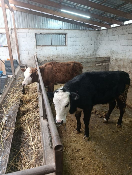 Продаются тёлки.