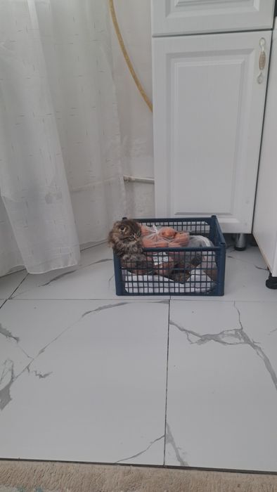 Продам катенка 40000