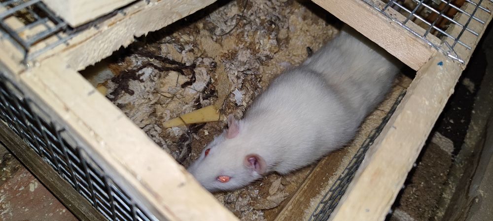 Крыса ручная  белая