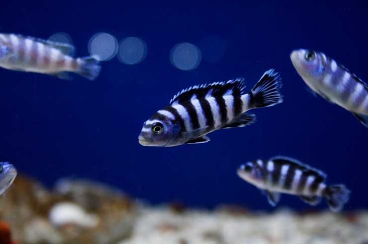 Самцы африканских цихлид