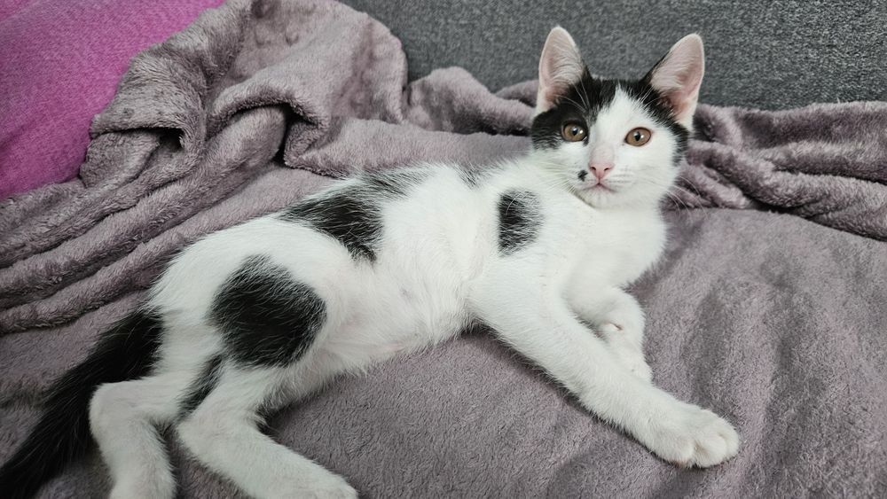 Котенок девочка в добрые руки