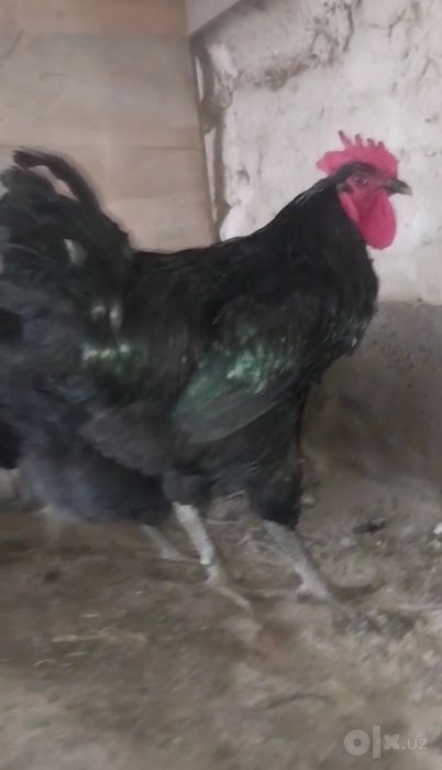 Qora Shaxzoda Gigant Jersi
