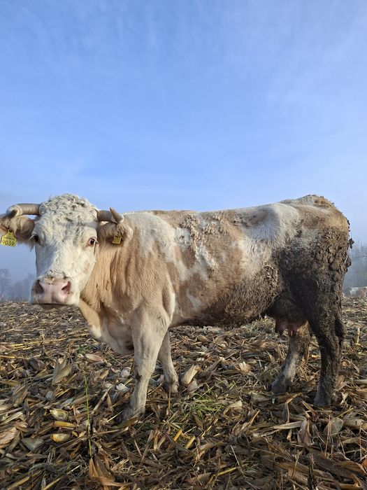Vând vaca cu lapte