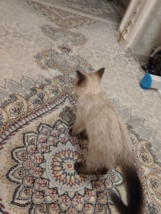 Sima mushugi 3 oylik