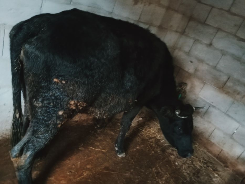 Құнажын сатылады