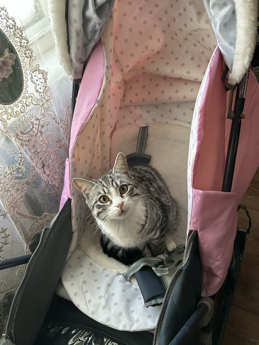 Продаю котят породистые