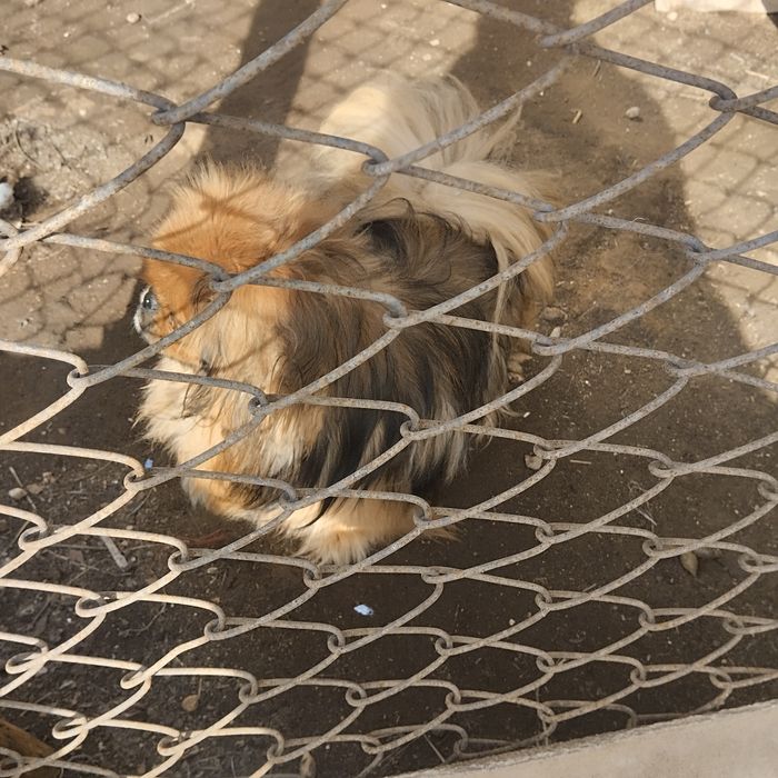 Продам собаку порода пекинес