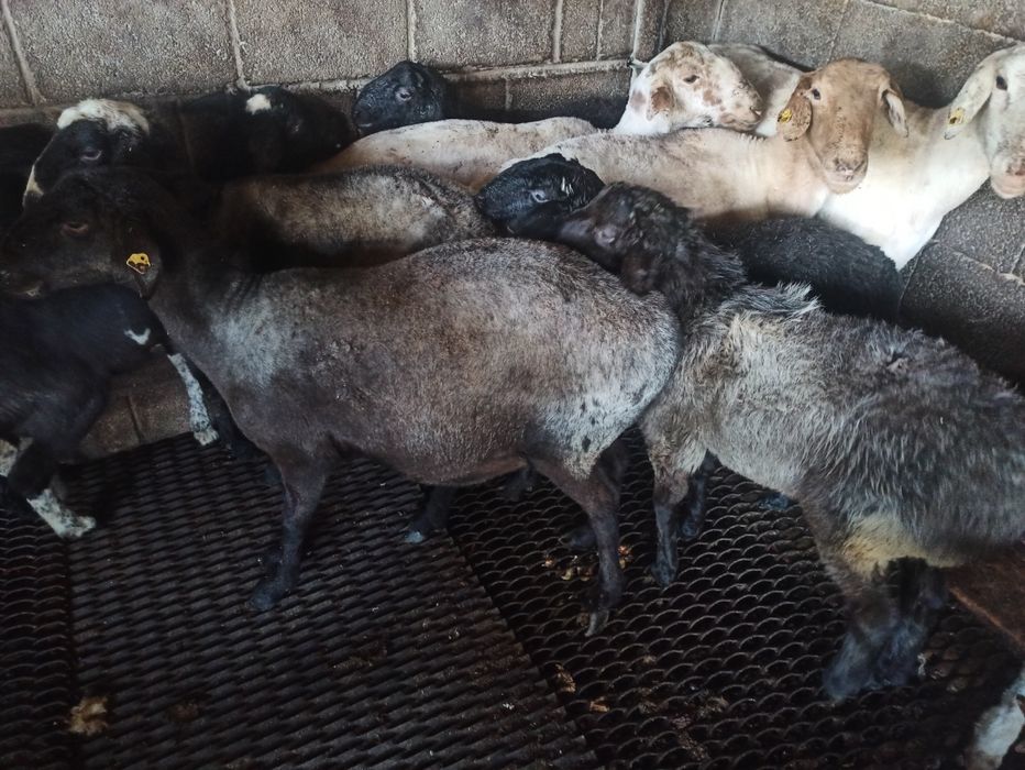 Продаются бараны жирные