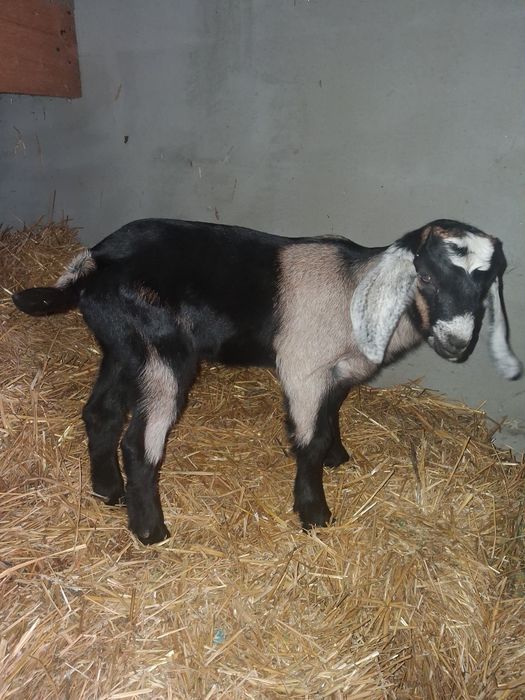 Vând Tapisor  Anglo Nubian